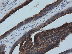 IVD Monoclonal Antibody (OTI1B10):Antibodies, Monoclonal