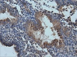 IVD Monoclonal Antibody (OTI1B10):Antibodies, Monoclonal