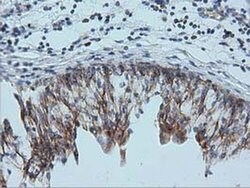 IVD Monoclonal Antibody (OTI1B10):Antibodies, Monoclonal
