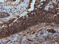 IVD Monoclonal Antibody (OTI1B10):Antibodies, Monoclonal