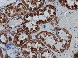 IVD Monoclonal Antibody (OTI1B10):Antibodies, Monoclonal