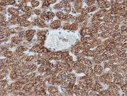 IVD Monoclonal Antibody (OTI1B10):Antibodies, Monoclonal
