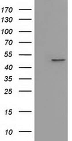 IVD Monoclonal Antibody (OTI1B10):Antibodies, Monoclonal