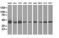 IVD Monoclonal Antibody (OTI1B10):Antibodies, Monoclonal