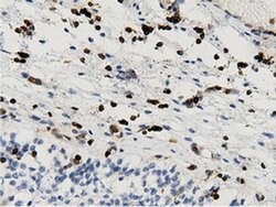 Invitrogen ARHGAP25 Monoclonal Antibody (OTI12G4) 100 &mu;L | Buy Online | Invitrogen&trade; | Fisher Scientific