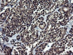 Invitrogen NEK11 Monoclonal Antibody (OTI5D9) 100 &mu;L; Unconjugated:Antibodies,