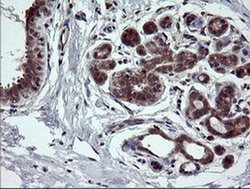 Invitrogen NEK11 Monoclonal Antibody (OTI5D9) 100 &mu;L; Unconjugated:Antibodies,