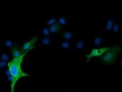 RND1 Monoclonal Antibody (OTI4F12), Invitrogen 100 &mu;L; Unconjugated:Antibodies,