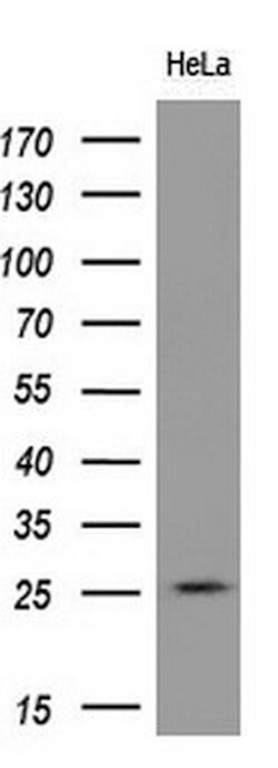 RND1 Monoclonal Antibody (OTI4F12), Invitrogen 100 &mu;L; Unconjugated:Antibodies,