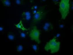 Invitrogen PECR Monoclonal Antibody (OTI1C9) 100 &mu;L; Unconjugated:Antibodies,
