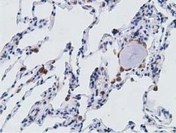 Invitrogen PECR Monoclonal Antibody (OTI1C9) 100 &mu;L; Unconjugated:Antibodies,