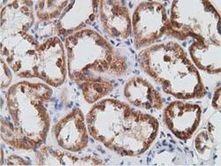Invitrogen PECR Monoclonal Antibody (OTI1C9) 100 &mu;L; Unconjugated:Antibodies,