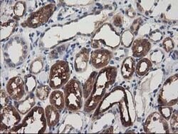 Invitrogen ADSL Monoclonal Antibody (OTI2D10) 100 μL; Unconjugated:Antibodies,