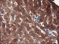 Invitrogen ADSL Monoclonal Antibody (OTI2D10) 100 μL; Unconjugated:Antibodies,