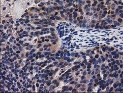 Invitrogen ADSL Monoclonal Antibody (OTI2D10) 100 μL; Unconjugated:Antibodies,