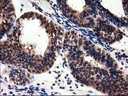 Invitrogen ADSL Monoclonal Antibody (OTI2D10) 100 μL; Unconjugated:Antibodies,