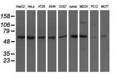 Invitrogen ADSL Monoclonal Antibody (OTI2D10) 100 μL; Unconjugated:Antibodies,