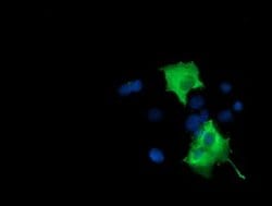 PIK3AP1 Monoclonal Antibody (OTI7A11):Antibodies, Monoclonal