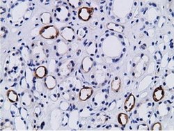 PIK3AP1 Monoclonal Antibody (OTI7A11):Antibodies, Monoclonal