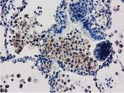 Invitrogen Adenylate Kinase 3 Monoclonal Antibody (OTI5A1) 100 &mu;L; Unconjugated:Antibodies,