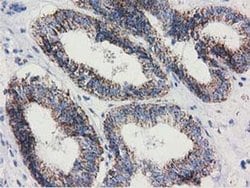 Invitrogen Adenylate Kinase 3 Monoclonal Antibody (OTI5A1) 100 &mu;L; Unconjugated:Antibodies,