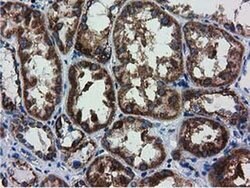 Invitrogen Adenylate Kinase 3 Monoclonal Antibody (OTI5A1) 100 &mu;L; Unconjugated:Antibodies,