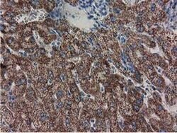 Invitrogen Adenylate Kinase 3 Monoclonal Antibody (OTI5A1) 100 &mu;L; Unconjugated:Antibodies,