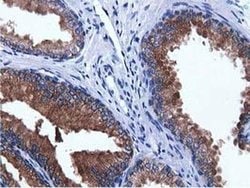 Invitrogen ADI1 Monoclonal Antibody (OTI5C2) 100 &mu;L; Unconjugated:Antibodies,
