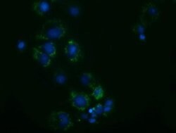 Invitrogen Adenylate Kinase 3 Monoclonal Antibody (OTI3G1) 100 &mu;L; Unconjugated:Antibodies,