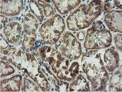 Invitrogen Adenylate Kinase 3 Monoclonal Antibody (OTI3G1) 100 &mu;L; Unconjugated:Antibodies,