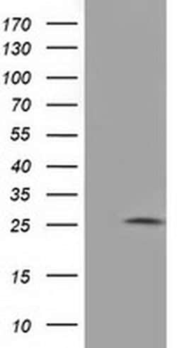 Invitrogen Adenylate Kinase 3 Monoclonal Antibody (OTI3G1) 100 &mu;L; Unconjugated:Antibodies,
