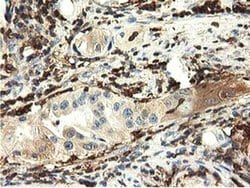 Invitrogen MICAL1 Monoclonal Antibody (OTI2H1) 100 &mu;L | Buy Online | Invitrogen&trade; | Fisher Scientific