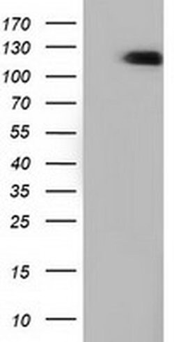 Invitrogen MICAL1 Monoclonal Antibody (OTI2H1) 100 &mu;L | Buy Online | Invitrogen&trade; | Fisher Scientific