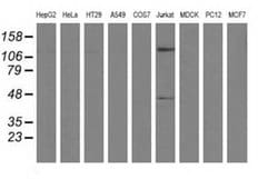 Invitrogen MICAL1 Monoclonal Antibody (OTI2H1) 100 &mu;L | Buy Online | Invitrogen&trade; | Fisher Scientific