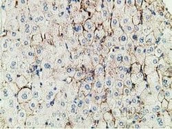 Invitrogen PBLD Monoclonal Antibody (OTI4F6) 100 &mu;L; Unconjugated:Antibodies,