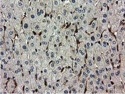 Invitrogen RNH1 Monoclonal Antibody (OTI3F11) 100 &mu;L | Buy Online | Invitrogen&trade; | Fisher Scientific