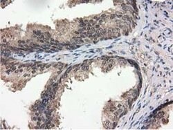 Invitrogen RNH1 Monoclonal Antibody (OTI3F11) 100 &mu;L | Buy Online | Invitrogen&trade; | Fisher Scientific