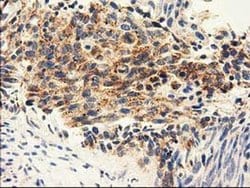 Invitrogen Adenylate Kinase 3 Monoclonal Antibody (OTI4C4) 100 &mu;L; Unconjugated:Antibodies,