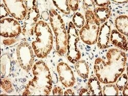 Invitrogen Adenylate Kinase 3 Monoclonal Antibody (OTI4C4) 100 &mu;L; Unconjugated:Antibodies,