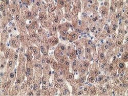 Invitrogen GRHPR Monoclonal Antibody (OTI4B6) 100 &mu;L; Unconjugated:Antibodies,