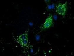 Invitrogen PYCR2 Monoclonal Antibody (OTI2A12) 100 &mu;L; Unconjugated:Antibodies,