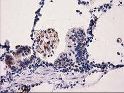 Invitrogen PYCR2 Monoclonal Antibody (OTI2A12) 100 &mu;L; Unconjugated:Antibodies,