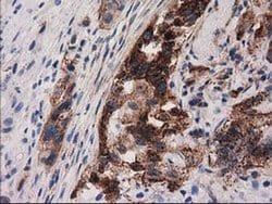 Invitrogen PYCR2 Monoclonal Antibody (OTI2A12) 100 &mu;L; Unconjugated:Antibodies,