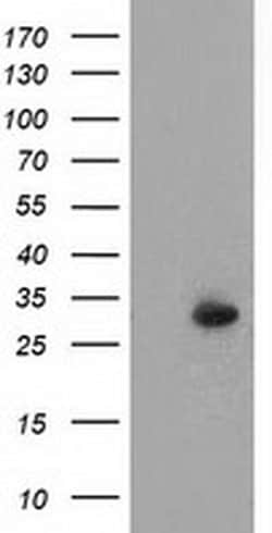 Invitrogen PYCR2 Monoclonal Antibody (OTI2A12) 100 &mu;L; Unconjugated:Antibodies,