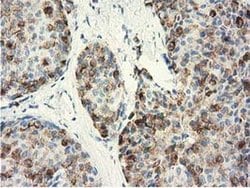 Invitrogen GSTA4 Monoclonal Antibody (OTI3F5) 100 &mu;L; Unconjugated:Antibodies,