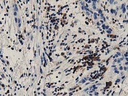 Invitrogen GAS7 Monoclonal Antibody (OTI8H10) 100 &mu;L; Unconjugated:Antibodies,