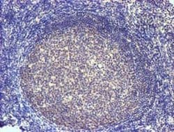 Invitrogen SLFNL1 Monoclonal Antibody (OTI1G2) 100 &mu;L; Unconjugated:Antibodies,