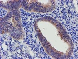 Invitrogen SLFNL1 Monoclonal Antibody (OTI1G2) 100 &mu;L; Unconjugated:Antibodies,