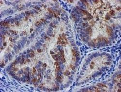 Invitrogen SLFNL1 Monoclonal Antibody (OTI1G2) 100 &mu;L; Unconjugated:Antibodies,