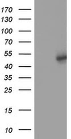Invitrogen SLFNL1 Monoclonal Antibody (OTI1G2) 100 &mu;L; Unconjugated:Antibodies,